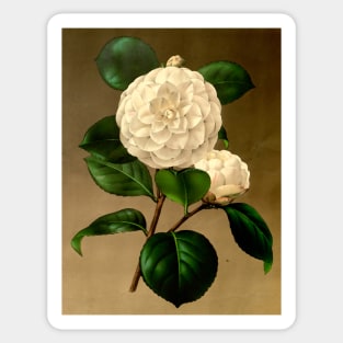 White flower on a brown background. Sticker